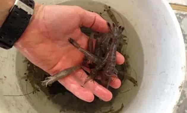 shrimp for bait all alive in bait bucket