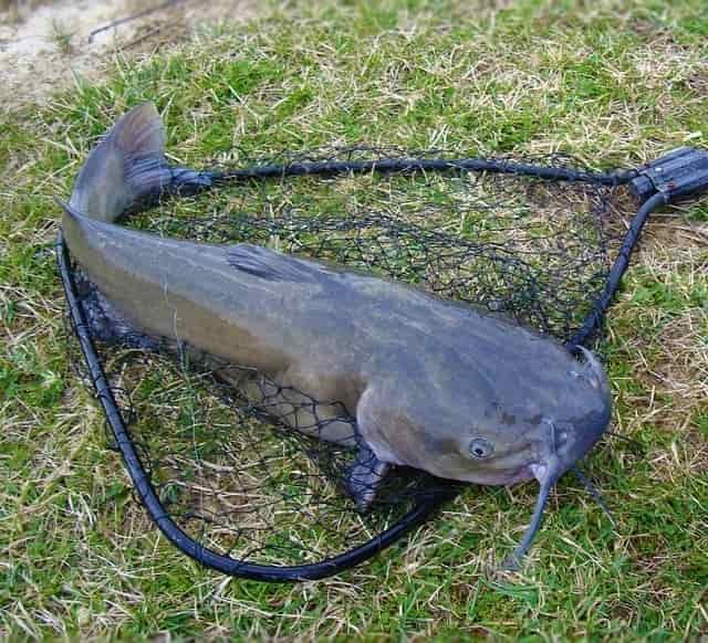 Catfish laying on net while on grass