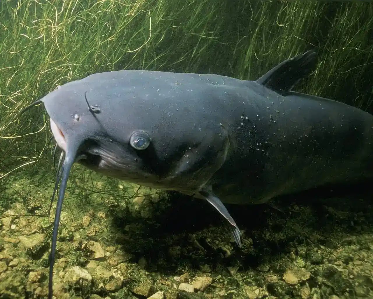 channel catfish moving thru lake bed grass