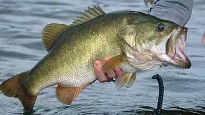 large mouth bass catch and release