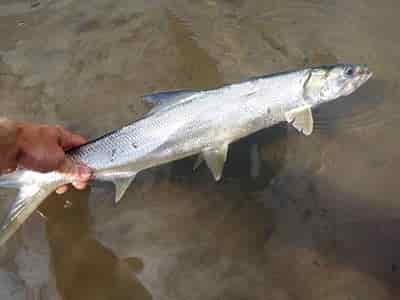 ladyfish catch and release
