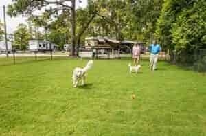 in rv park man throwing ball for dog to fetch