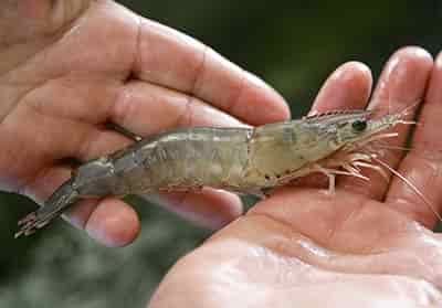 shrimp being used as fishing for redfish bait