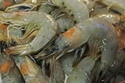 Catfishing With Shrimp