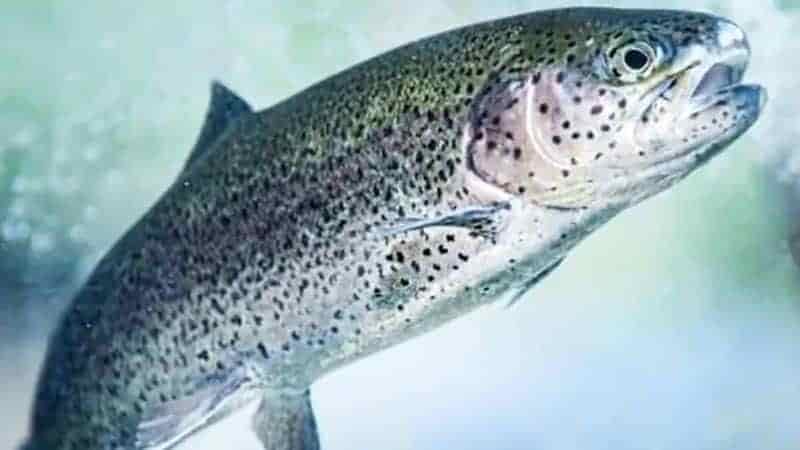 Is Trout Freshwater or Saltwater? Things to Know About Trout Fishing