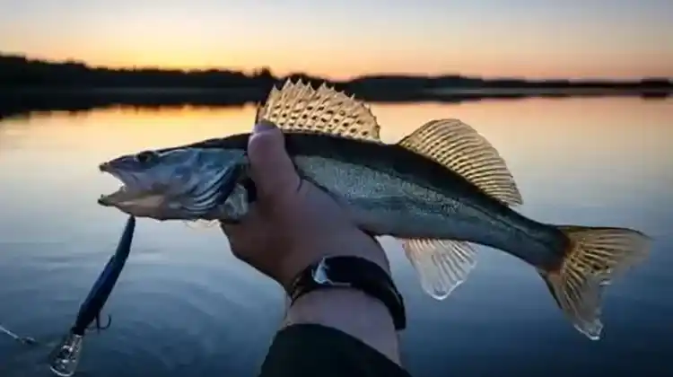 Do You Need Fishing License In California