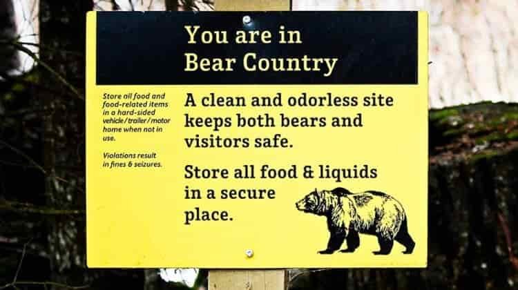 7 Definitive Tips to Keep Bears Away When Camping