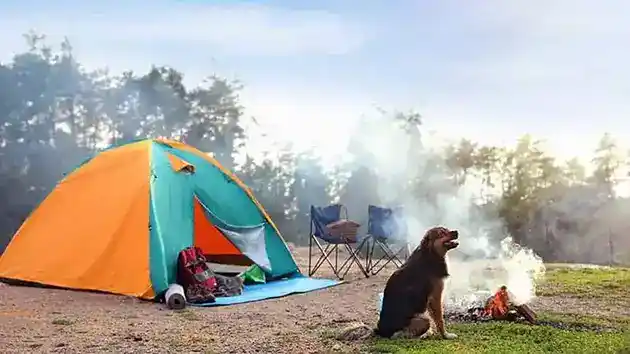 camping with older dog