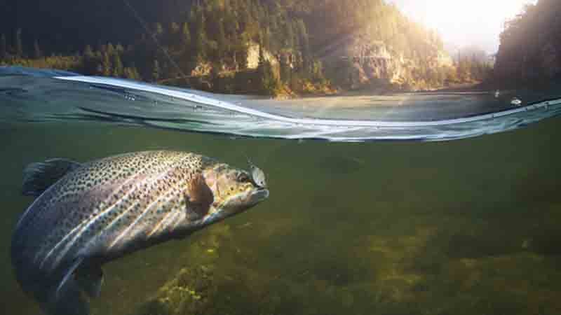 Do You Need A Fishing License In Washington State?