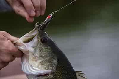bass with fisherman pulling out lure
