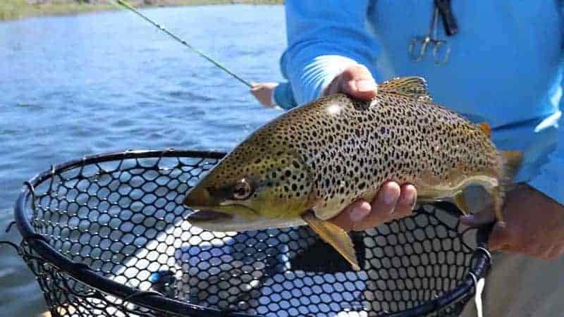 What Size of Hook for Trout?