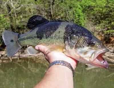 missouri diseased bass fish