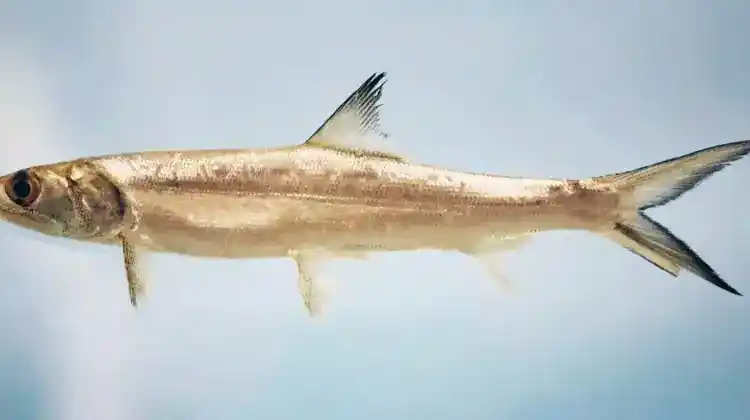 Can You Eat Ladyfish?