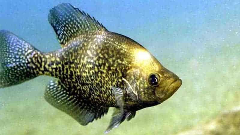 large Black crappie fish swimming in lake