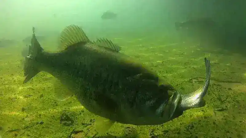 What Do Bass Eat? 7 Surprising Baits that Work Every Time