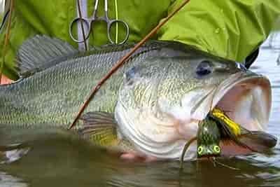largemouth bass with lure in mouth being held by fisherman