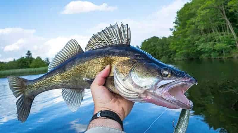 What Size Hook For Walleye?