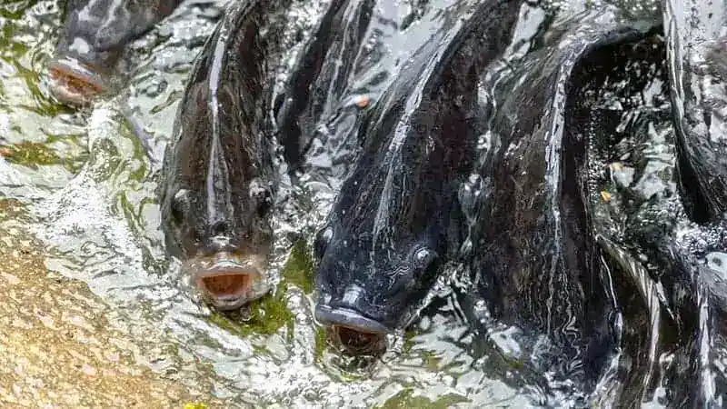 Beginners Guide To Tilapia Fishing: Tips For a Huge Catch