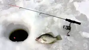 Do Crappies Bite At Night Ice Fishing?