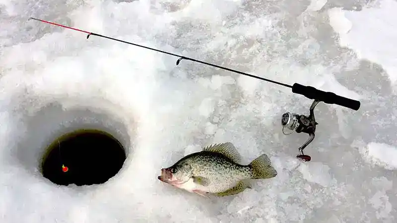Do Crappies Bite At Night Ice Fishing?
