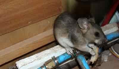 pack-rat-truck-camper rat in rv supply cabinets