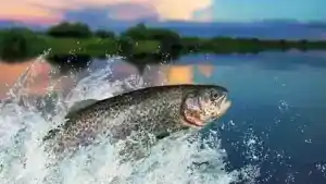 How Long Can a Fish Live Out of Water?