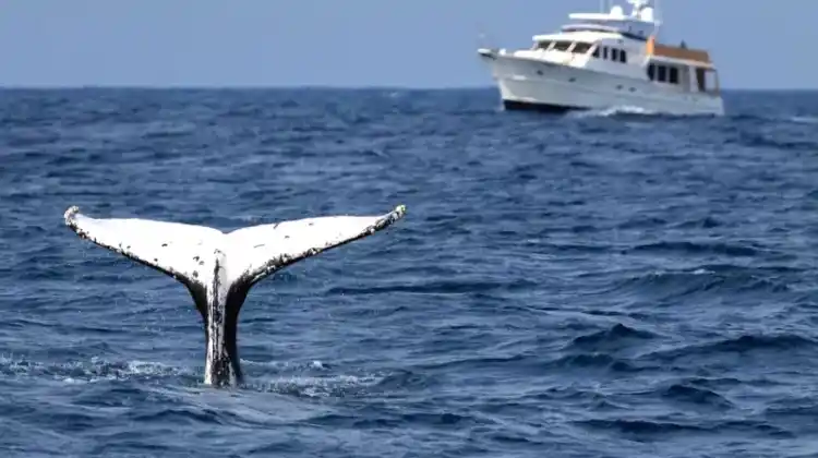 Are Whales Dangerous To Boats