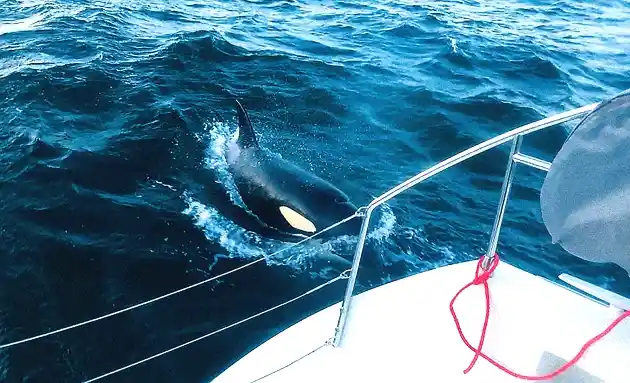 Whale Attacks