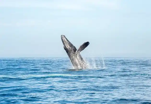 Whales Dangerous To Boats