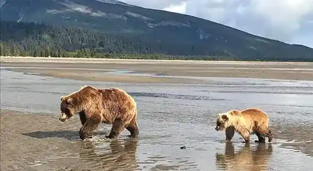 grizzly bears walking together in river spring alaska