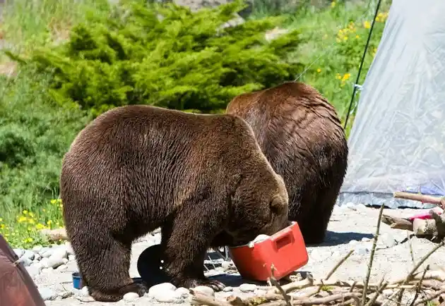 Is Your Food Safe from Bears in an RV - guide