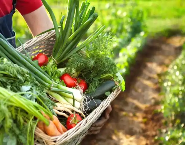 5 Best Crops for a Survival Garden - guide