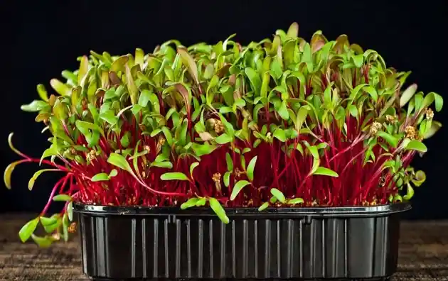 Benefits of Microgreens