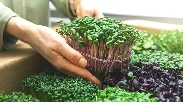 Eliminate Microgreens Containing Mold