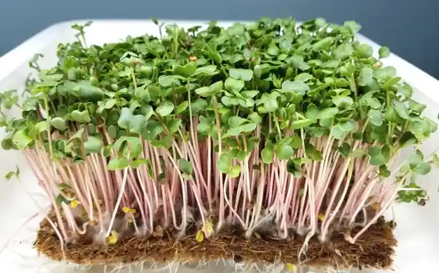 Eliminate Microgreens Containing Mold - guide