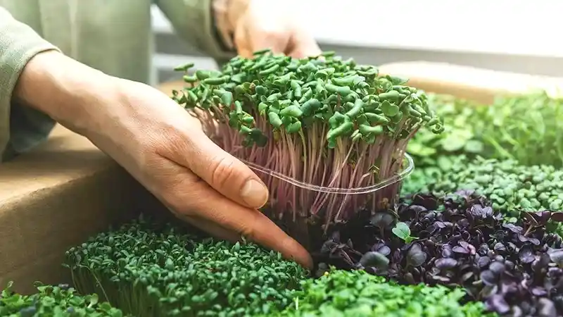Eliminate Microgreens Containing Mold