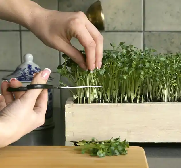 How to Grow Microgreens and The Benefits of Microgreens - guide