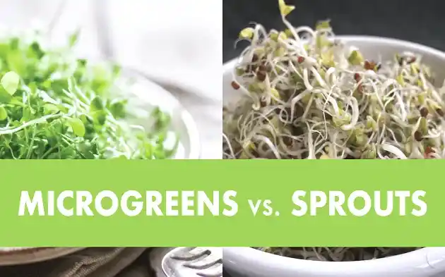 Microgreens vs. Sprouts