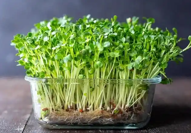 Microgreens