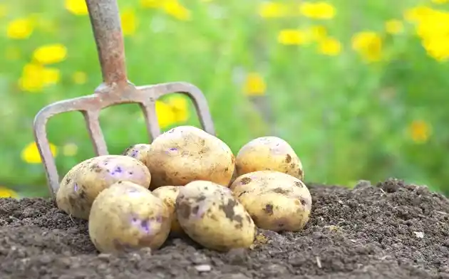 Potatoes