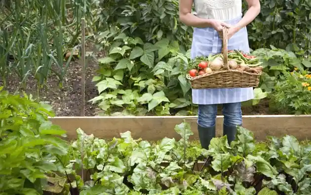 Survival Gardening