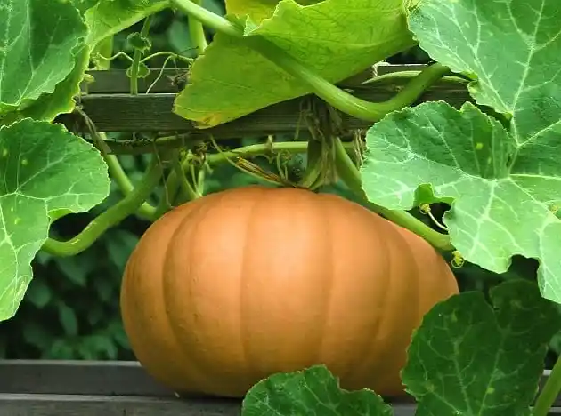 Survival Squash