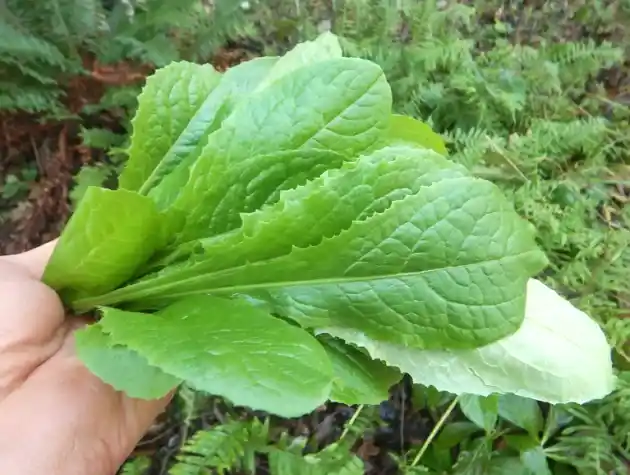 Wild Lettuce