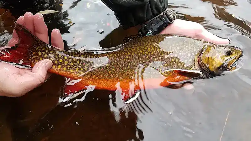 8 Best Rod and Reel Combos for Beginners